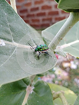 JEWEL BUG ON GREEN LEAF