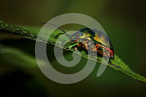 Jewel bug Beetle on Leaf, Lychee Shield is also called as Chrysocoris stollii. Scutelleridae is a family of true bugs. Lychee