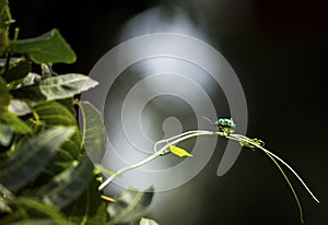 Jewel bug Beetle on leaf root edge, Lychee Shield is also called as Chrysocoris stollii. Scutelleridae is a family of true bugs.