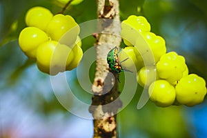 Jewel bug Beetle on star gooseberry tree, Lychee Shield is also called as Chrysocoris stollii. Scutelleridae is a family of true