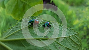 Jewel bug Chrysocoris stollii Beetle