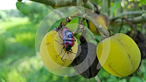 Jewel bug Chrysocoris stollii Beetle
