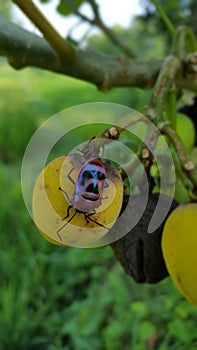 Jewel bug Chrysocoris stollii Beetle