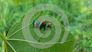 Jewel bug Chrysocoris stollii Beetle