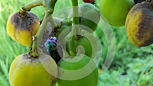 Jewel bug Chrysocoris stollii Beetle