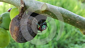 Jewel bug Chrysocoris stollii Beetle