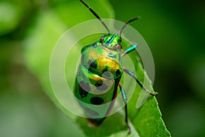 Jewel bug & x28;Chrysocoris stollii& x29; Beetle