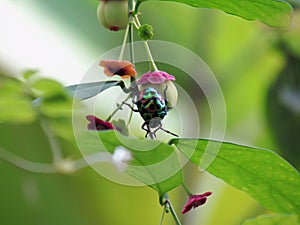 Jewel bug Chrysocoris stollii Beetle, or Scutiphora pedicellat