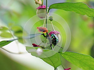 Jewel bug Chrysocoris stollii Beetle, or Scutiphora pedicellat
