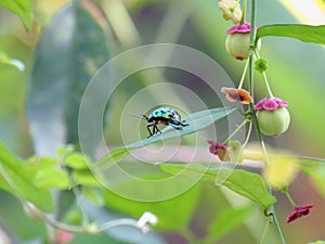 Jewel bug Chrysocoris stollii Beetle, or Scutiphora pedicellat