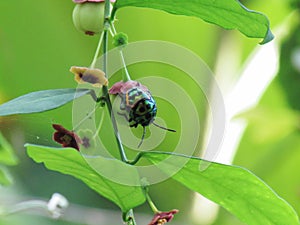 Jewel bug Chrysocoris stollii Beetle, or Scutiphora pedicellat