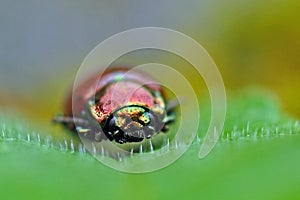 Jewel Bug, Chrysolina fastuosa