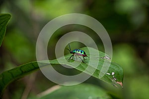 Jewel bug - Genus Chrysocoris