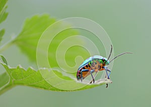 jewel bug,insects