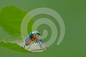 Jewel bug, insects