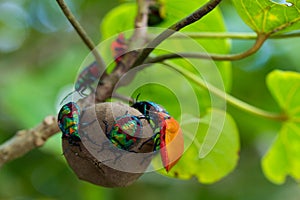 Jewel bug larvas on a tree seed