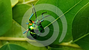 Jewel bug moving video stock video