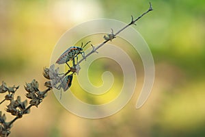 A Jewel Bug Scutelleridae is crawling on the branch of the bush