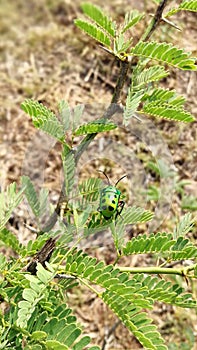 Jewel bug - Scutiphora pedicellata