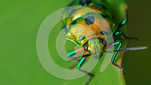 Jewel bug with vibrant colors siting on a leaf