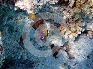 Jewel damselfish - (Plectroglyphidodon lacrymatus)