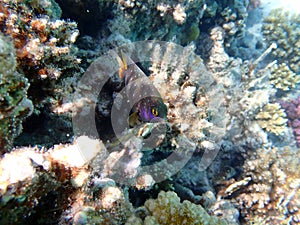 Jewel damselfish - (Plectroglyphidodon lacrymatus)