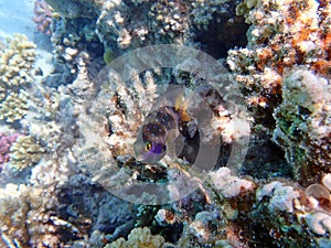 Jewel damselfish - (Plectroglyphidodon lacrymatus)