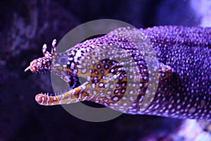 A Jewel Moray Fish in Water