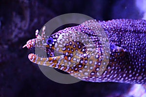 A Jewel Moray Fish in Water