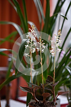 Jewel orchid Ludisia Discolor, flowering plant