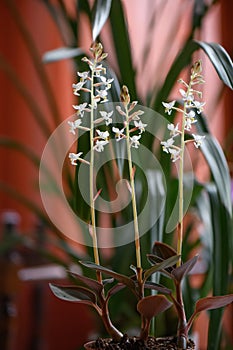 Jewel orchid Ludisia Discolor, white flowering plant