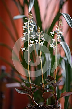 Jewel orchid Ludisia Discolor, white flowering plant photo