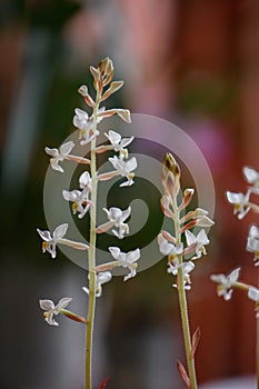 Jewel orchid Ludisia Discolor, white flowers