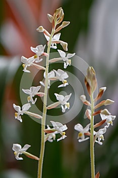 Jewel orchid Ludisia Discolor, white flowers close-up