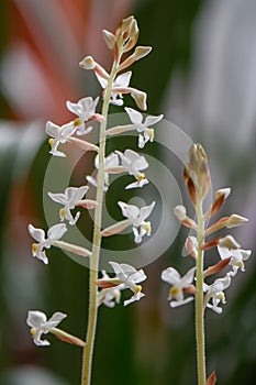 Jewel orchid Ludisia Discolor, white flowers close-up photo