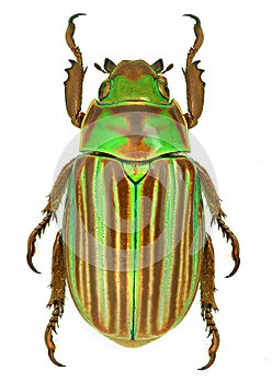 Jewel scarab beetle Chrysina adelaida from Mexico