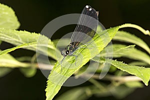 Jewel-winged damselfly on a leaf at Belding Preserve, Connecticut.