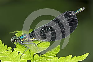 Jewel-winged damselfly on a leaf at Belding Preserve, Connecticut.