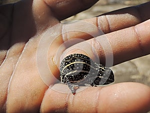 Jeweled Chameleon (Furcifer campani)