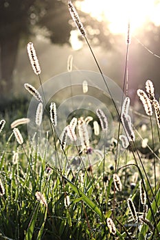 Jeweled Grass in the Morning Light