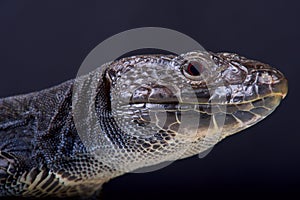 Jeweled lizard, melanistic / Timon lepidus