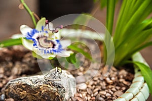 Jewelery made of natural stones against the backdrop of blossoming pasiflora. Bracelets, rings, necklaces, handmade earrings close