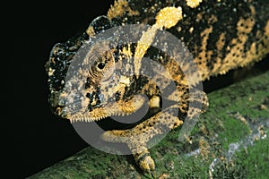 Jewelled Chameleon or Carpet Chameleon, furcifer lateralis, Adult changing Color
