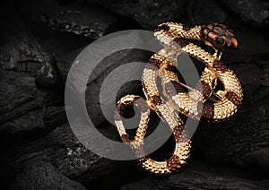 Jewelry brooch snake on dark coal background with copy space