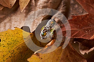 Jewelry gold diamond ring on autumn foliage background