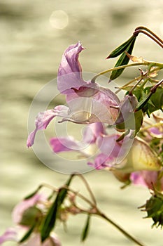 Jewelweed Flower