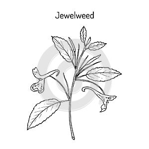 Jewelweed Impatiens capensis , or spotted touch-me-not, or orange balsam, medicinal plant