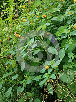 Jewelweed or touch-me-not flowers in a garden