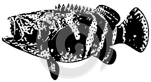 Jewfish goliath grouper fish fishing illustration on white background