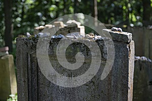 Jewish cemetery in Lezajsk